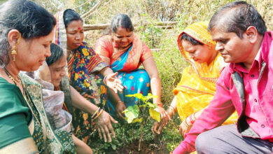 Betul Plantation News : शिक्षकों ने शिक्षिका की स्मृति में 101 पौधे लगाए
