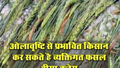 Betul Today News : ओलावृष्टि से प्रभावित किसान कर सकते है व्यक्तिगत फसल बीमा क्लेम
