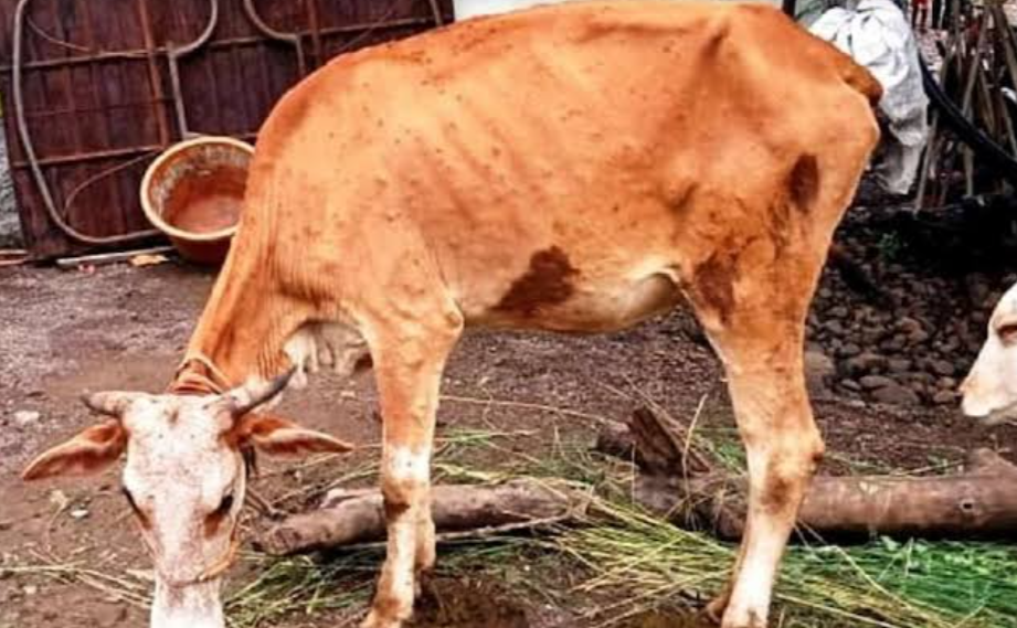 Rajasthan Lumpy Virus